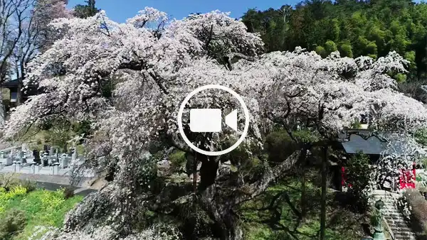 常陸太田市おすすめ花見スポットの泉福寺の空撮観光動画