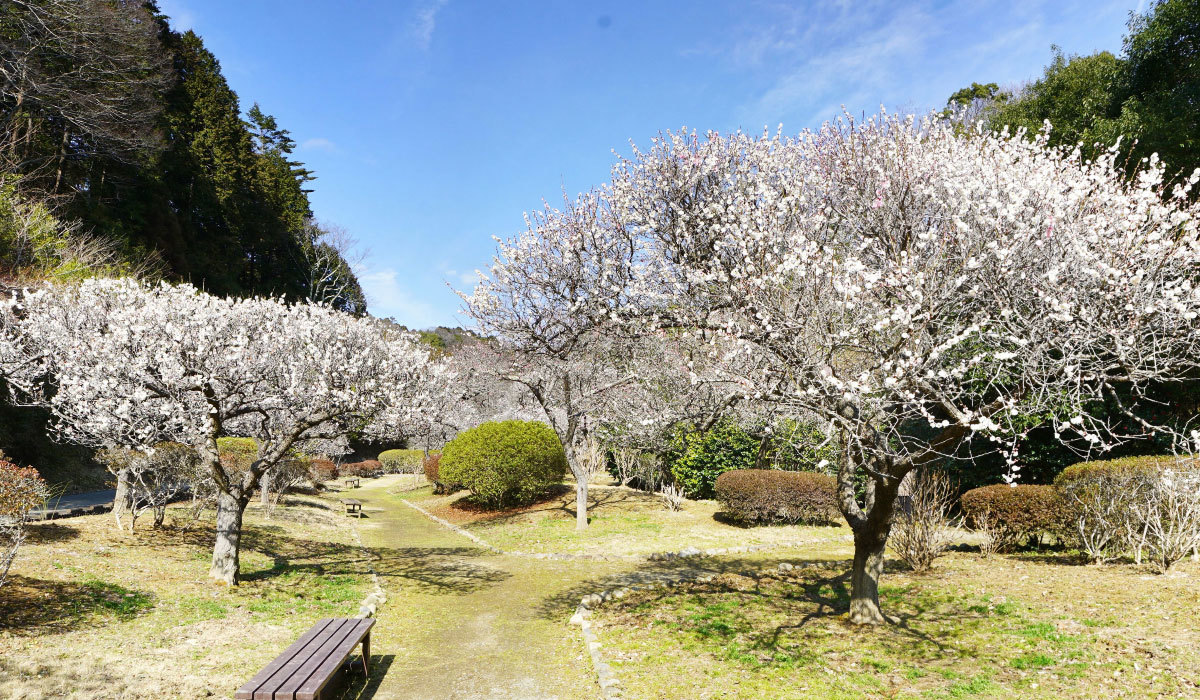 常陸太田市のおすすめ観光スポットの西山の里桃源の梅