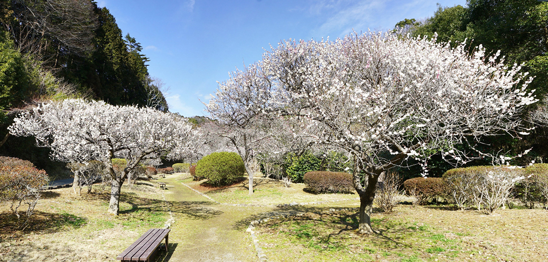 常陸太田市の西山の里の梅林