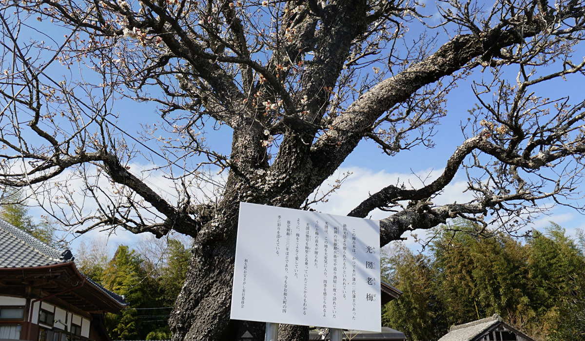 茨城県常陸太田市の梅の古木・光圀老梅