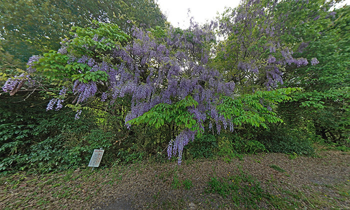 茨城県常陸太田市おすすめ観光スポットの西山公園