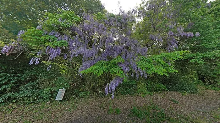 茨城県常陸太田市おすすめ観光スポットの西山公園