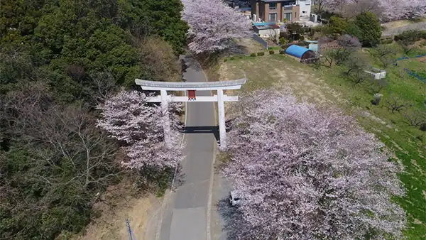 常総市の一言主神社の桜ソメイヨシノVRツアー