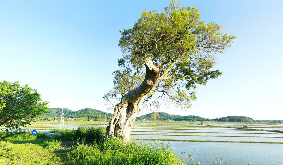 つくば市巨木おすすめスポットの燧ヶ池の大榎