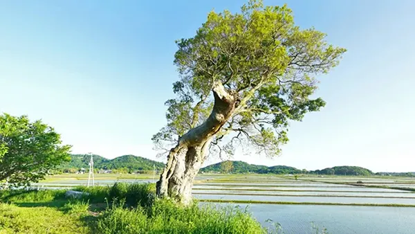 つくば市巨木おすすめスポットの燧ヶ池の大榎