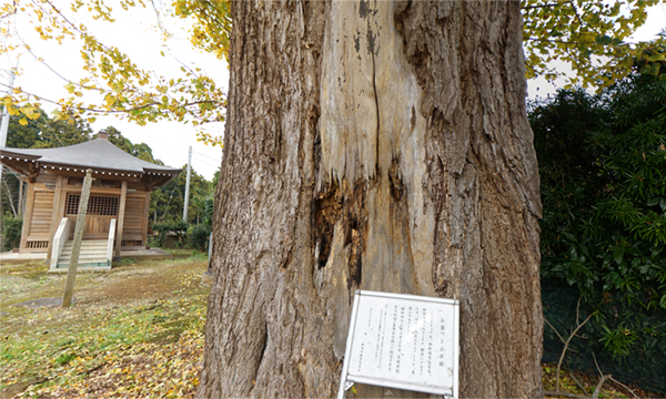 鉾田市の照明院のお葉付イチョウ