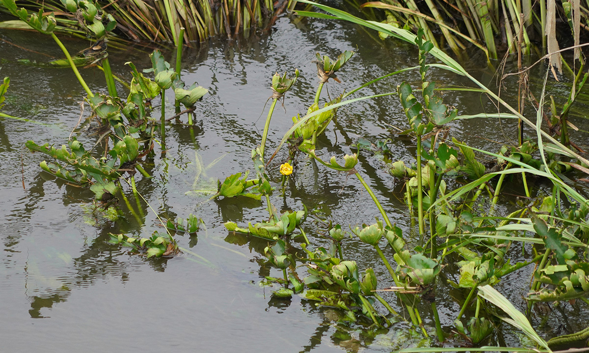 茨城県のコウホネ・花の見られる群生地等一覧:画像8