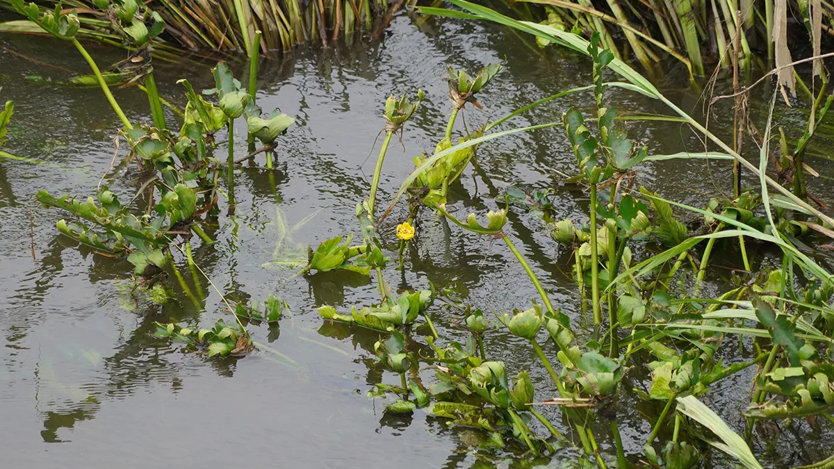 茨城県のコウホネの群生地・自生地等一覧:画像8