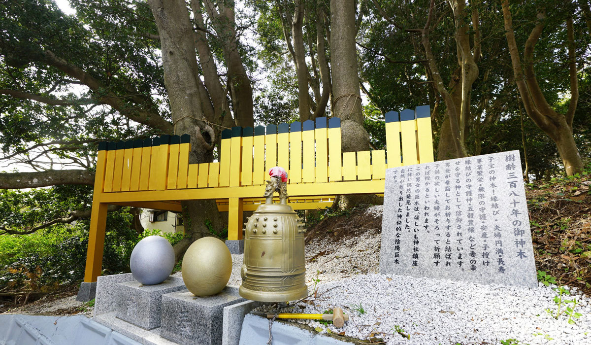 ひたちなか市おすすめスポットの堀出神社の陰陽の神木