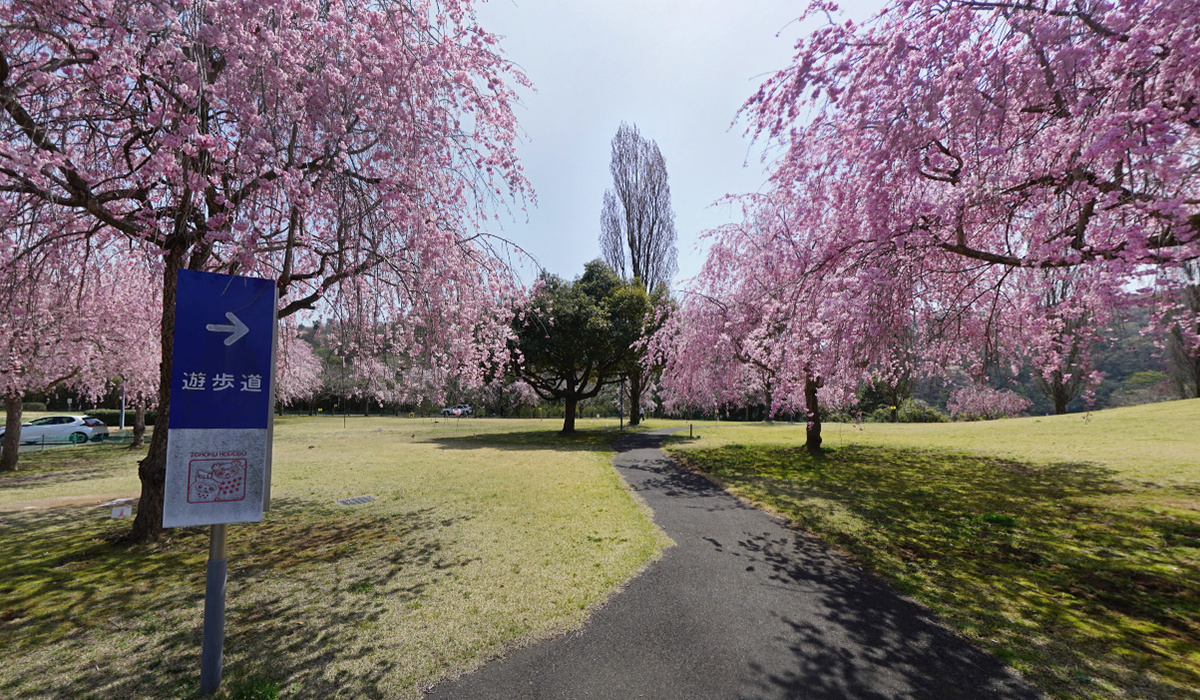 城里町のホロルの湯のしだれ桜VRツアー
