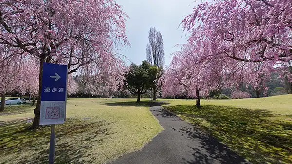 城里町のホロルの湯のしだれ桜VRツアー