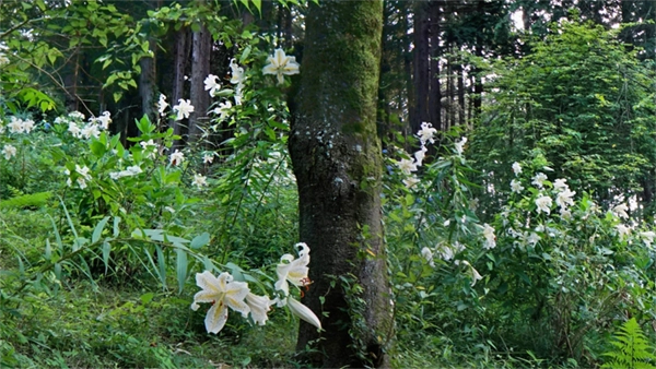 茨城県のいばらきフラワーパークの山百合の開花景観写真