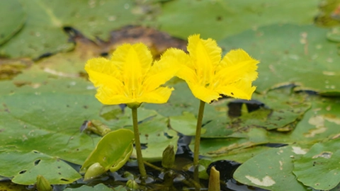Fringed Water-Lily
