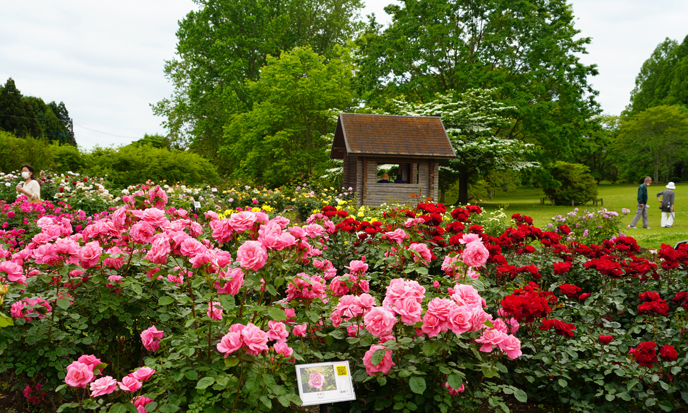 茨城県那珂市の茨城県植物園のバラ園の開花の様子