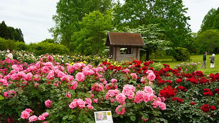 茨城県那珂市の茨城県植物園のバラ園の開花の様子