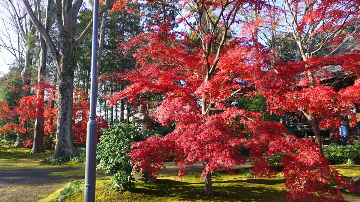 茨城県筑西市の最勝寺の本堂前の紅葉