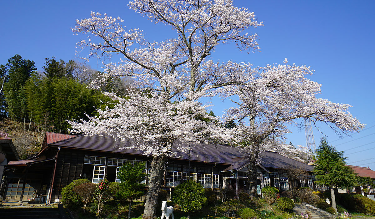 茨城県大子町の桜の名所・花見おすすめスポット