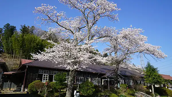 茨城県大子町の桜の名所・花見おすすめスポット