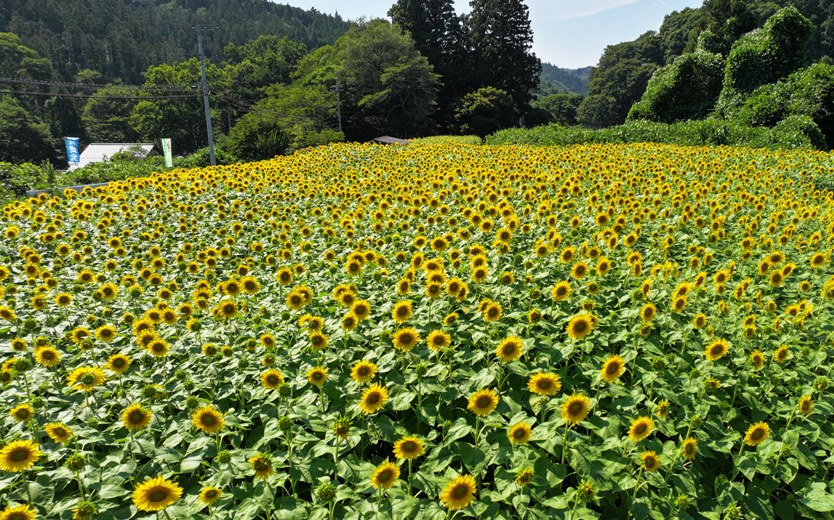 大生瀬ひまわり畑の東方向からの空撮景観