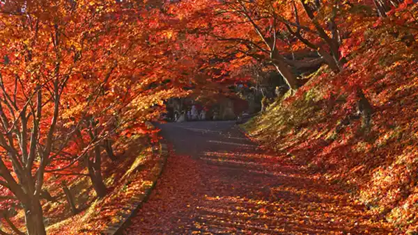 茨城県大子町の紅葉案内