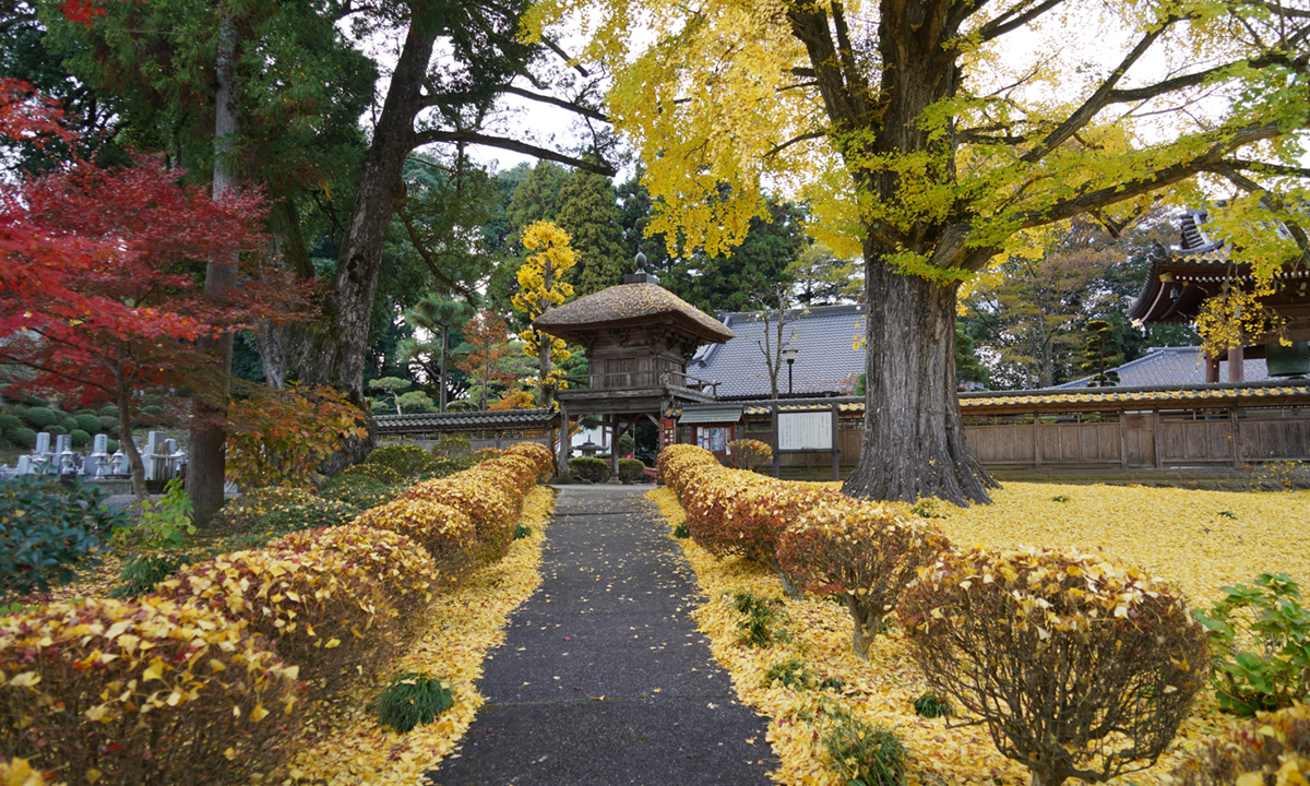 茨城県大子町の高徳寺のもみじとイチョウの紅葉