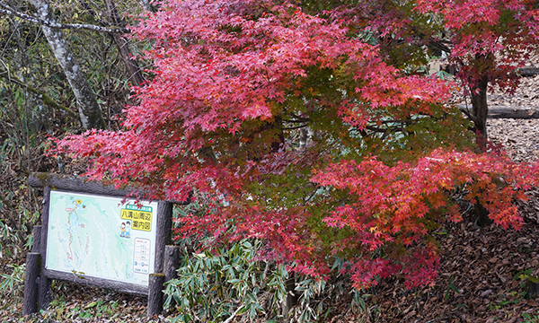 茨城県大子町の八溝山山頂の紅葉