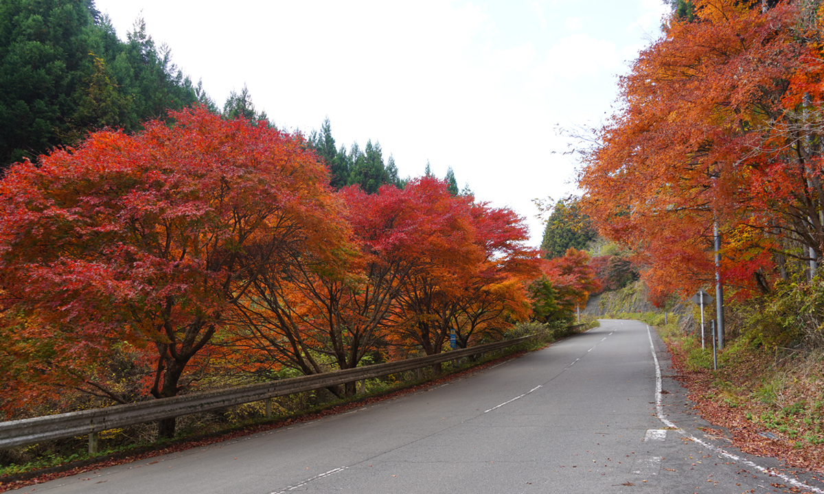 茨城県大子町の八溝山公園線入口付近の八溝もみじラインの紅葉