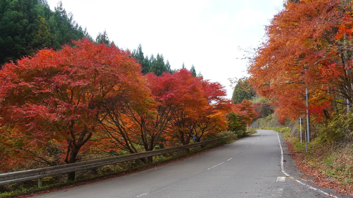 茨城県大子町の八溝山公園線入口付近の八溝もみじラインの紅葉