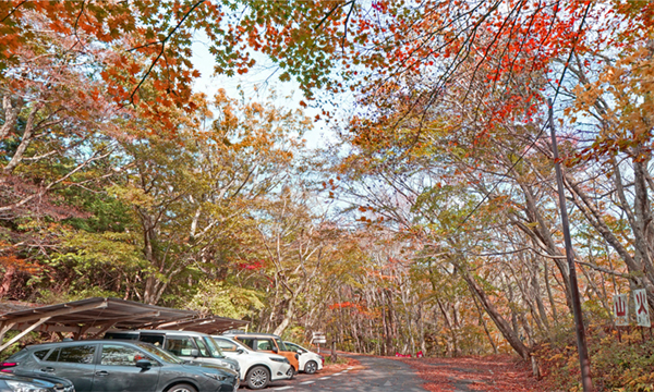 大子町の八溝山林道休憩所付近の紅葉