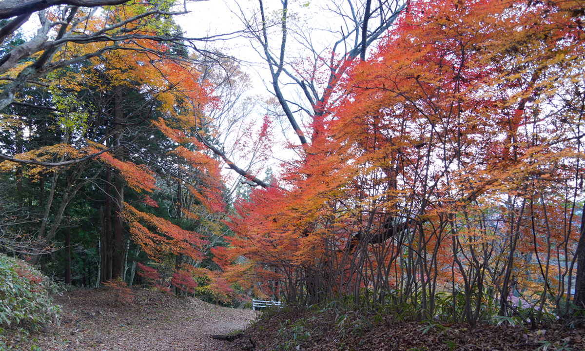 茨城県大子町の八溝山日輪寺本堂の裏側の登山道の紅葉の様子