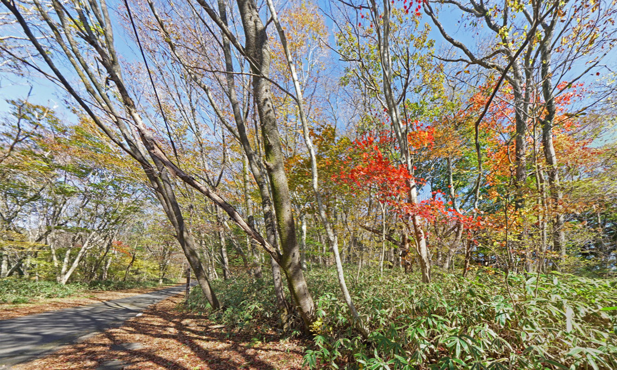 茨城県大子町の八溝山中腹林道の紅葉