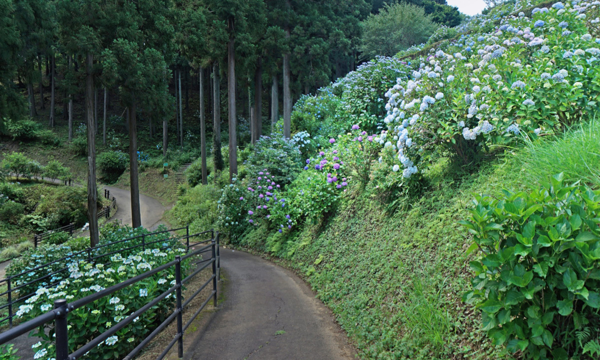 茨城県石岡市のあじさい観光スポットのいばらきフラワーパーク