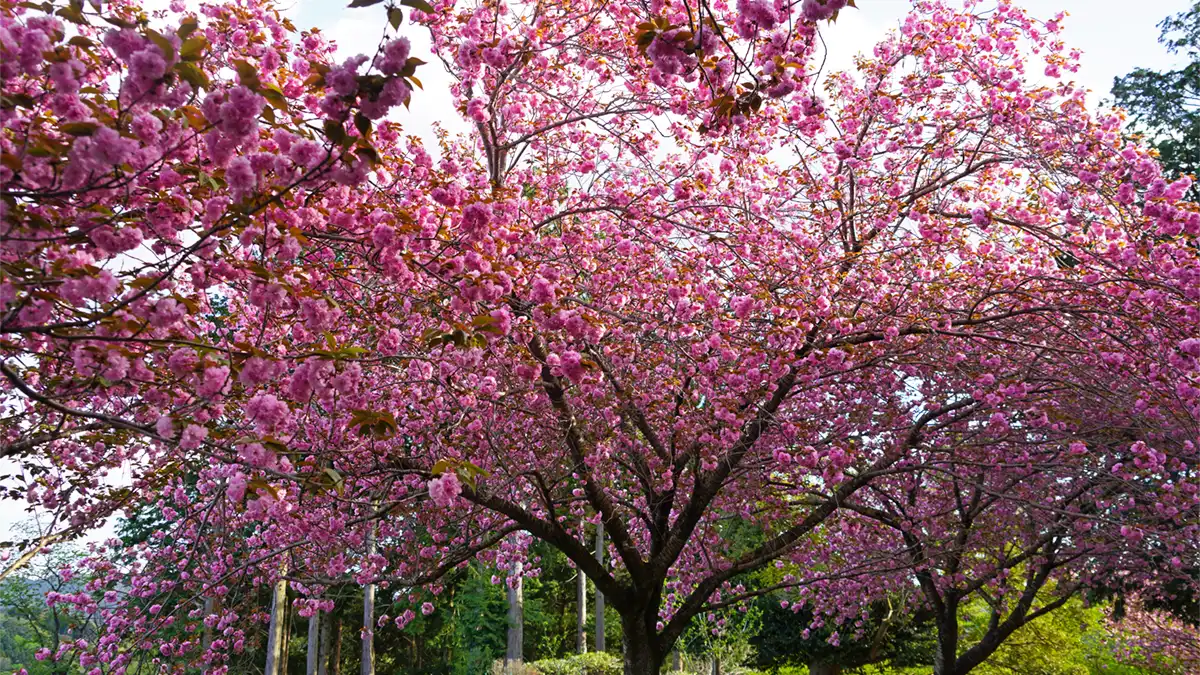 花やさと山の休憩・遊具スペースの八重桜の開花状況写真