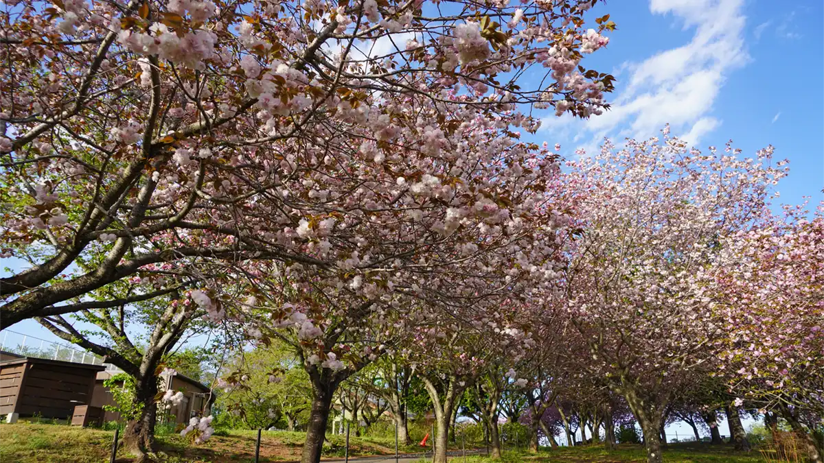 花やさと山の山頂上り坂の南側の八重桜の開花状況写真