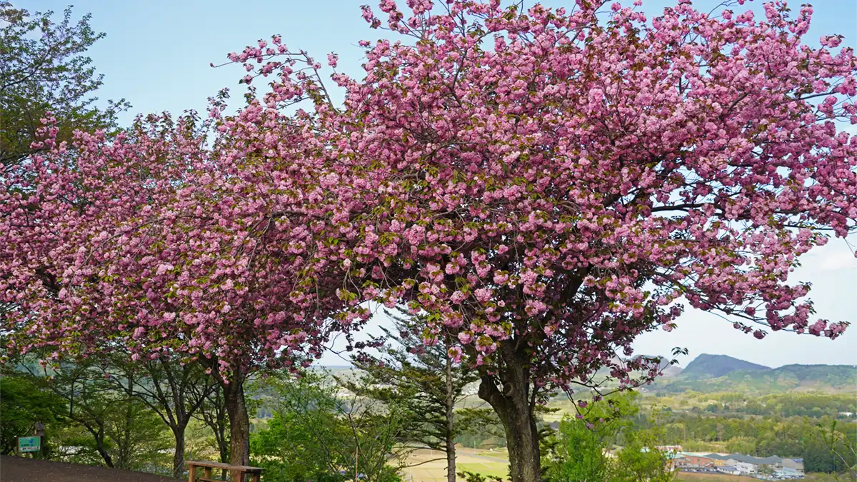 いばらきフラワーパークの花やさと山の展望スペースの八重桜開花の写真