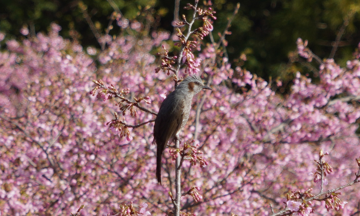 茨城県石岡市のいばらきフラワーパークの河津桜とヒヨドリ