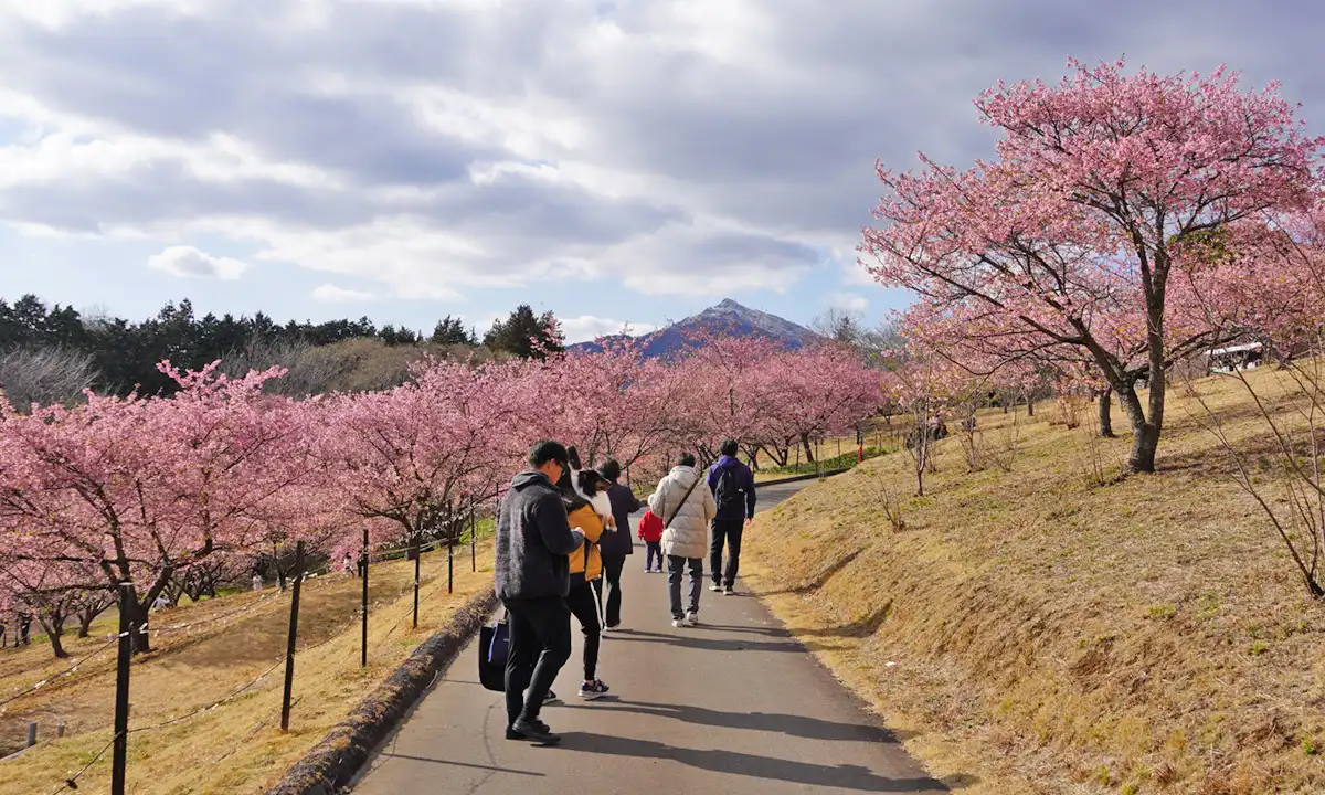 いばらきフラワーパーク・サクラの丘の河津桜の開花の様子