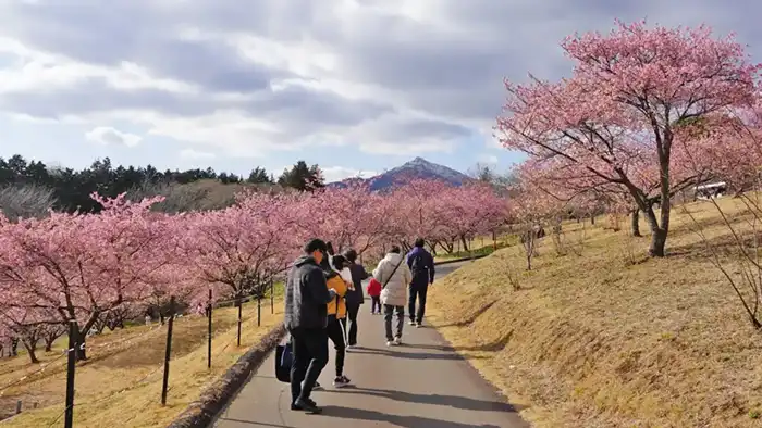 いばらきフラワーパーク・サクラの丘の河津桜の開花の様子