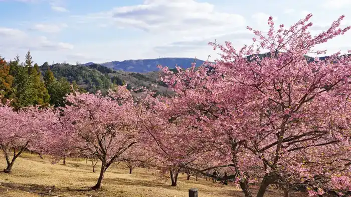 石岡市のいばらきフラワーパークの中央通路下部の河津桜