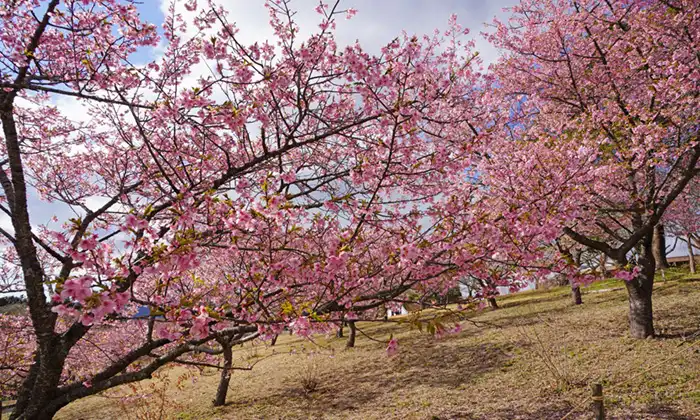 いばらきフラワーパークの河津桜エリアの中央通路上部の河津桜開花の様子