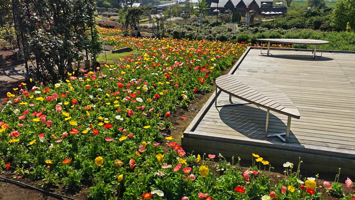 ポピーエリアの上段からのポピーの花の景観