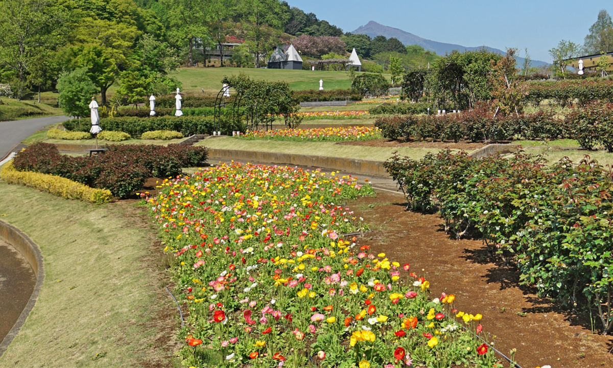 https://www.vr-ibaraki.jp/category/poppy-field-famous-place.html#contents-head4