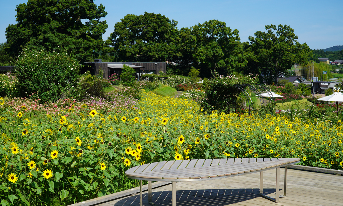 茨城県石岡市のいばらきフラワーパークのひまわりバラ園付近