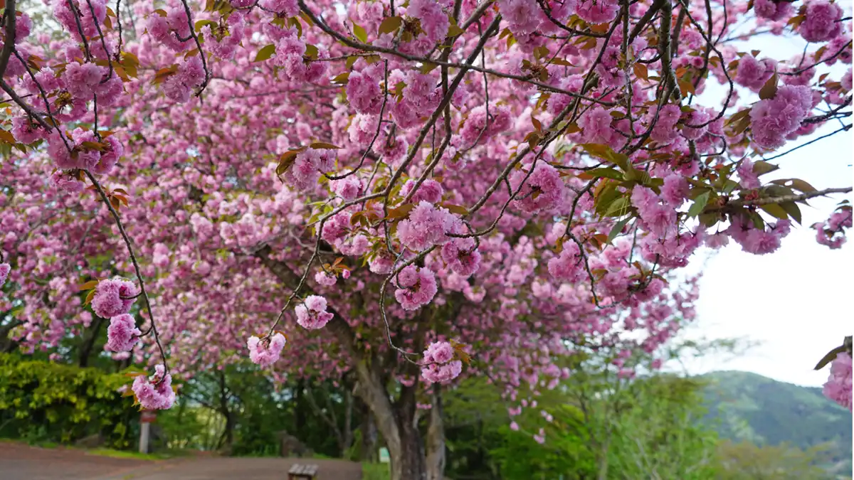 いばらきフラワーパークの八重桜の花の開花の状況写真