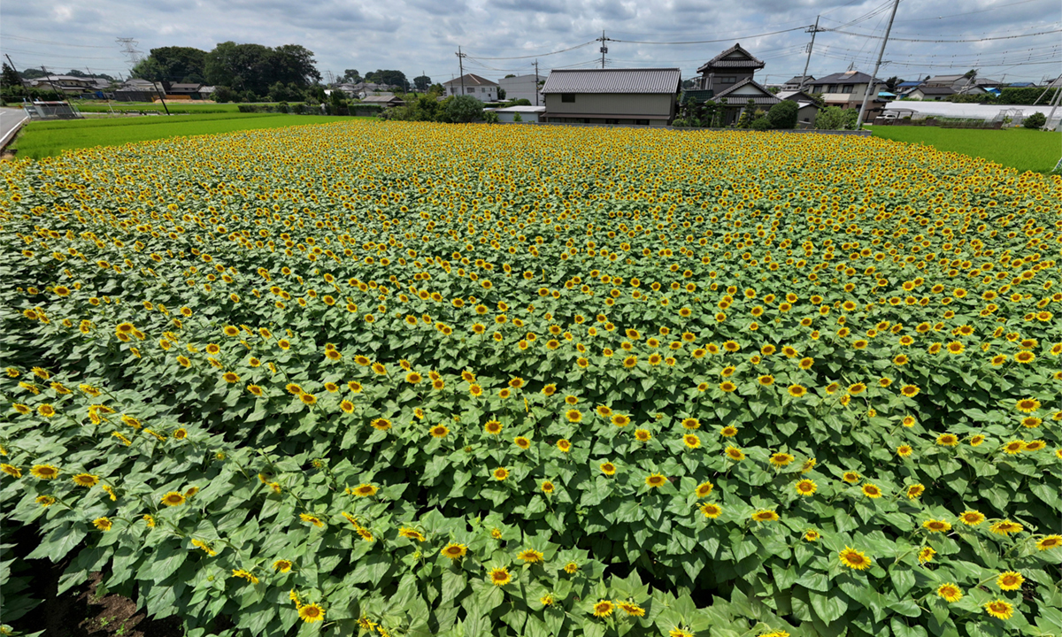 五霞町の小手指ひまわり畑のVRツアー