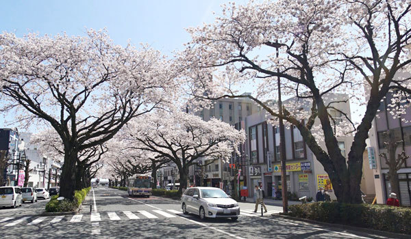 茨城県日立市の桜の名所・花見おすすめスポット