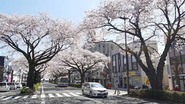 茨城県日立市の桜の名所・花見おすすめスポット