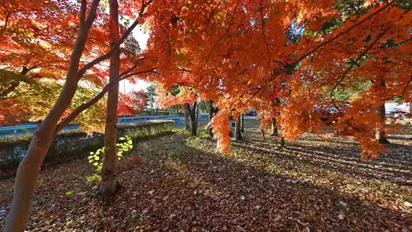 常磐自動車上の日立中央ICパーキングの紅葉景観