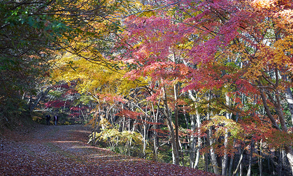 茨城県日立市の小木津山自然公園の林道の紅葉景観