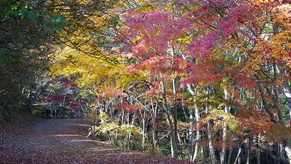 茨城県日立市の小木津山自然公園の林道の紅葉景観